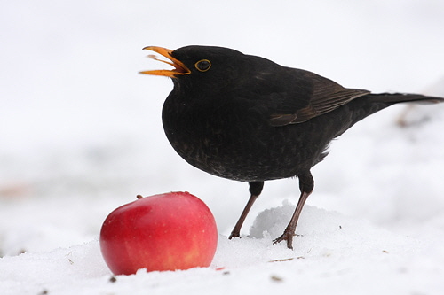 19-christoffers-Amsel