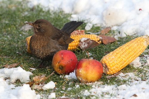 69-christoffers-Amsel