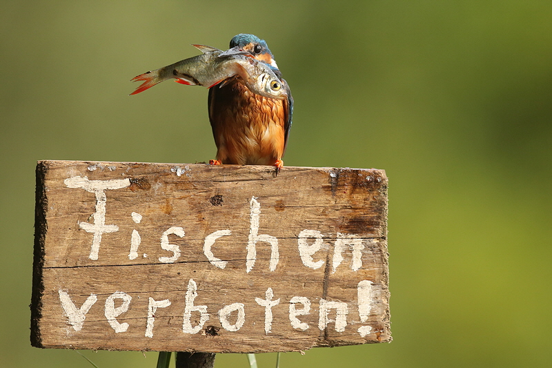 Eisvogel-Bild-Nr.13