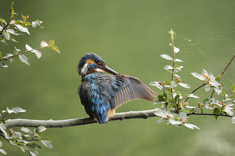 Eisvogel-Bild-Nr.10