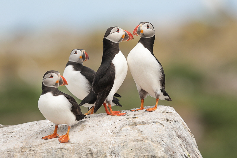 Farne islands (1)