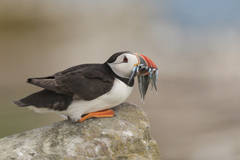 Farne islands (12)