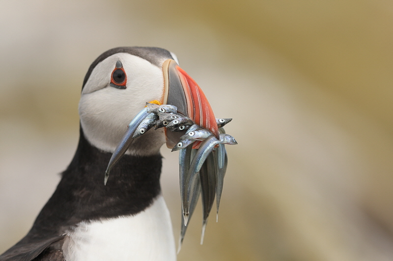 Farne islands (14)