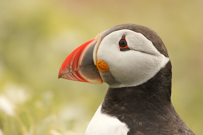 Farne islands (4)