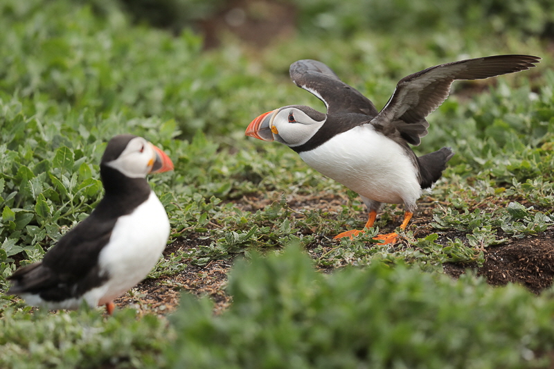 Farne islands (9)