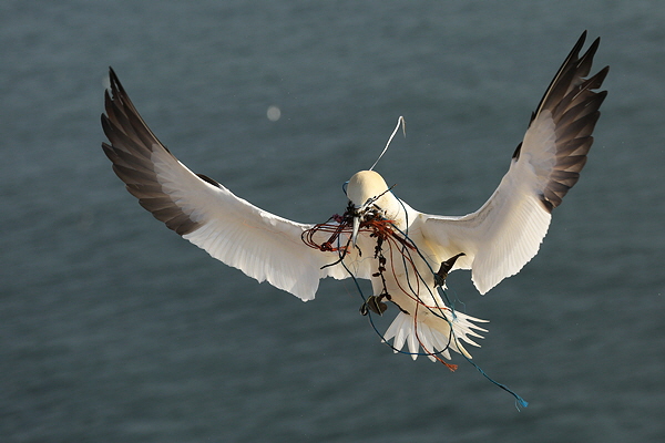 Helgoland-Bild-Nr.10.