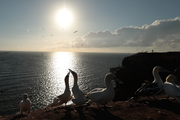 Helgoland-Bild-Nr.11.