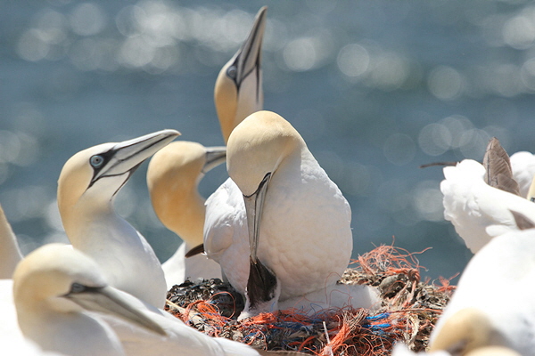 Helgoland-Bild-Nr.13.