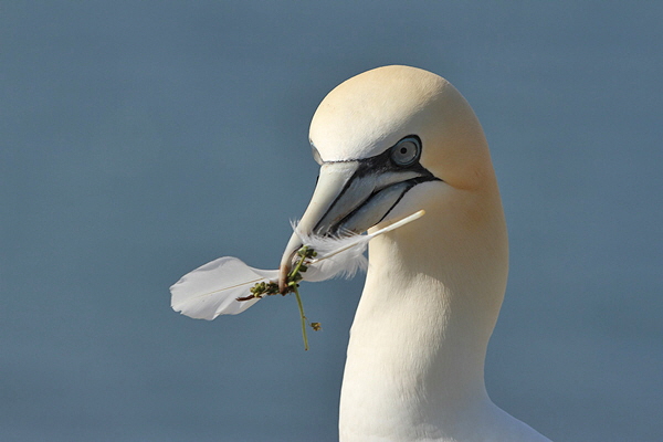 Helgoland-Bild-Nr.8.