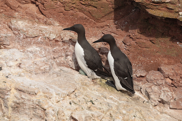 Helgoland-Bild-Nr.16