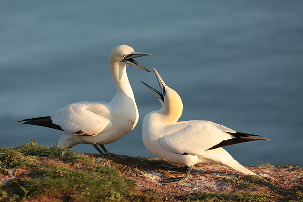 Helgoland-Bild-Nr.3