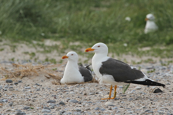 Helgoland-Bild-Nr.23