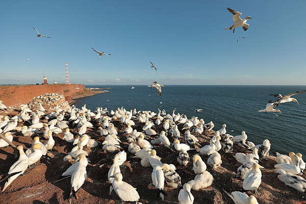 Helgoland-Bild-Nr.4