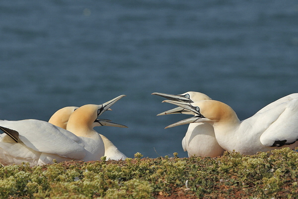 Helgoland-Bild-Nr.5