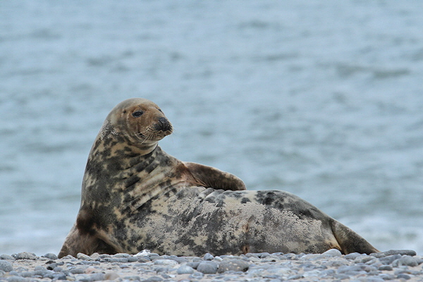 Helgoland-Bild-Nr.28