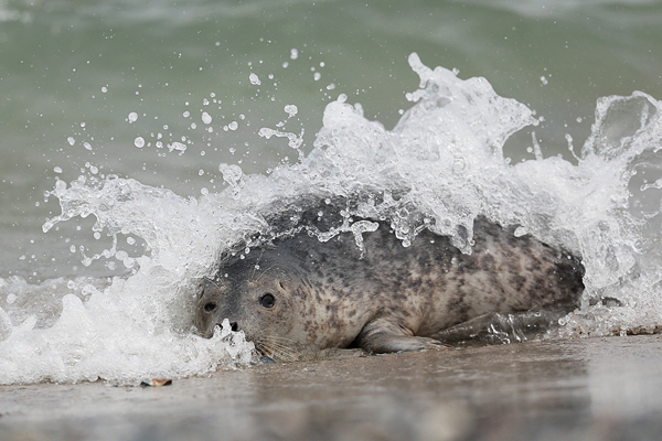 Helgoland-Bild-Nr.29