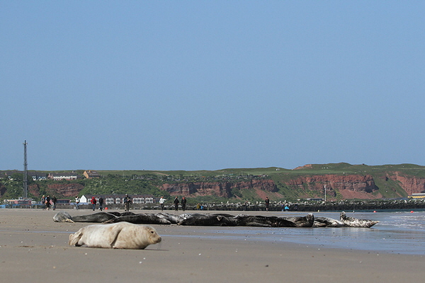 Helgoland-Bild-Nr.32