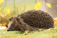 Igel-kl