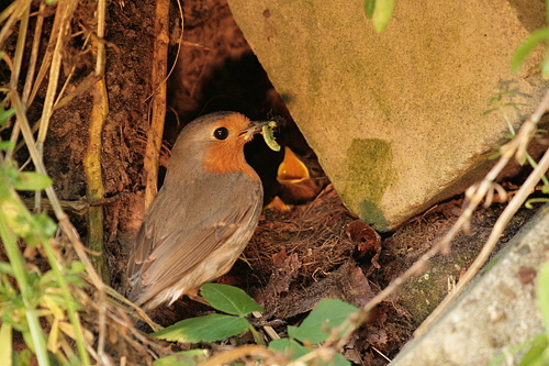 Rotkehlchen-im-Garten-04