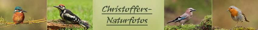 christoffers-naturfotos-voe