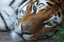  Zoo-Bild Nr. 1 von 16   Tiger