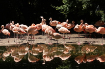  Zoo-Bild Nr. 4     Flamingos