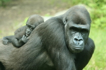  Zoo-Bild Nr. 8     Gorilla