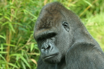  Zoo-Bild Nr. 9     Gorilla