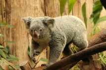  Zoo-Bild Nr. 10   Koalabr