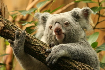  Zoo-Bild Nr. 11   Koalabr
