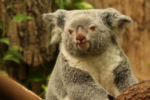  Zoo-Bild Nr. 12   Koalabr