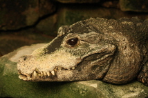  Zoo-Bild Nr. 14   Krokodil