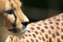  Zoo-Bild Nr. 15   Leopard